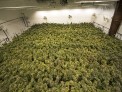 Medical Marijuana Manufacturer Thumbnail.jpg